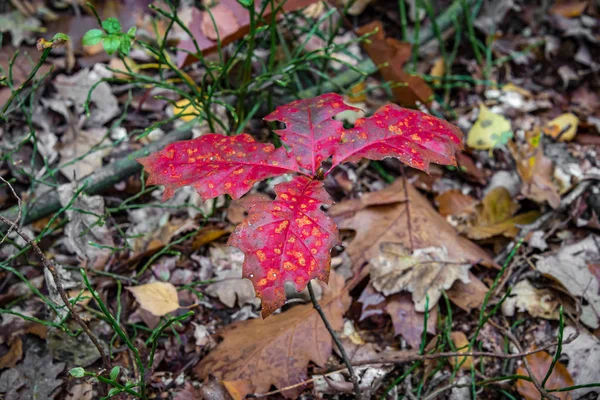 Podzimní listové země v lese — Stock fotografie
