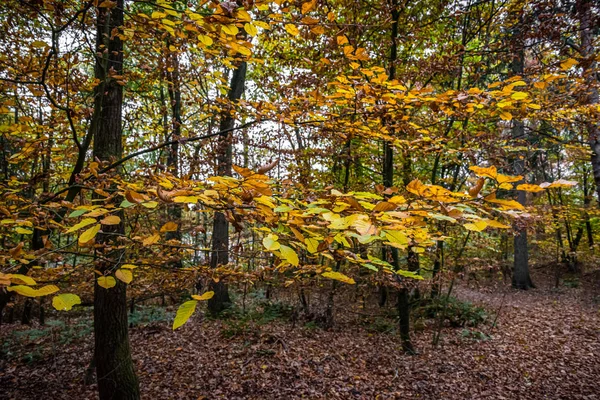 Scena Jesienna z czerwonym żółtym brązowym i pomarańczowym kolorem zmiana — Zdjęcie stockowe