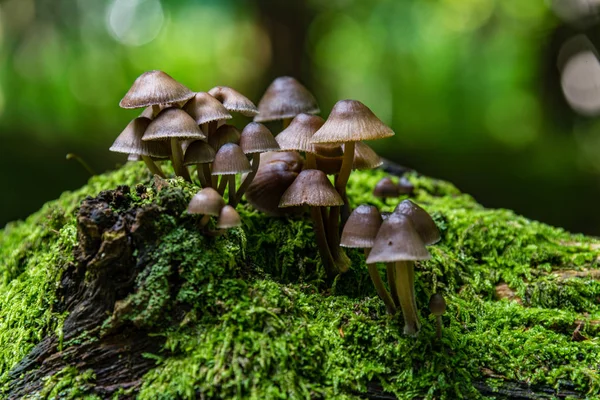 Macro Photograph Close Beautiful Mushrooms Woods Autumn — Stock Photo, Image