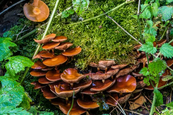 Makro Fotografia Zbliżenie Pięknych Grzybów Lesie Jesienią — Zdjęcie stockowe