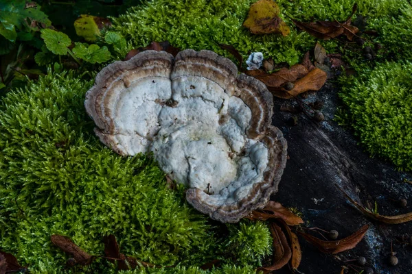 Makro Fotografia Zbliżenie Pięknych Grzybów Lesie Jesienią — Zdjęcie stockowe