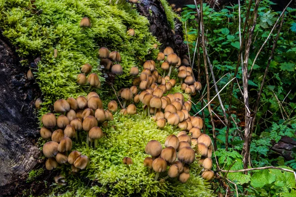 宏观照片特写美丽的蘑菇在秋天的树林 — 图库照片