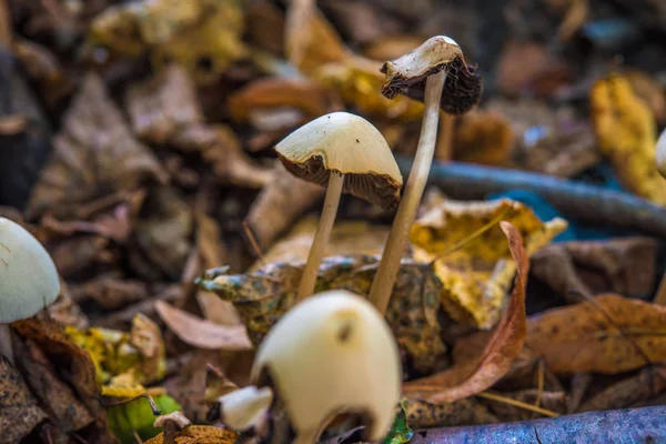 Macro Fotografía Cerca Hermosas Setas Bosque Otoño — Foto de Stock