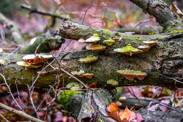 Makro Fotografia Zbliżenie Pięknych Grzybów Lesie Jesienią — Zdjęcie stockowe