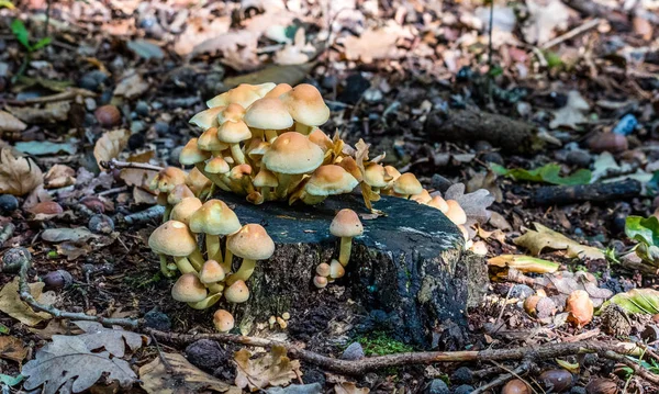 Makro Fotografia Zbliżenie Pięknych Grzybów Lesie Jesienią — Zdjęcie stockowe