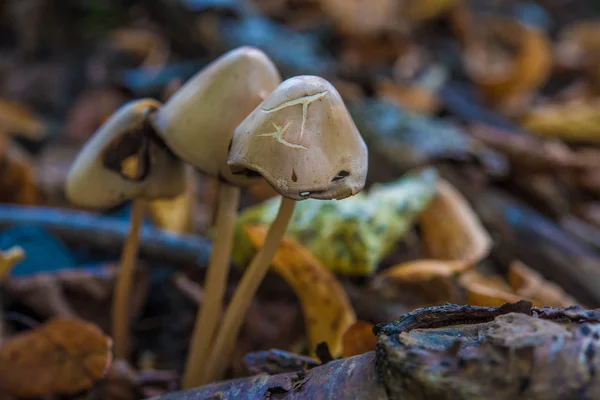 Macro Fotografía Cerca Hermosas Setas Bosque Otoño — Foto de Stock