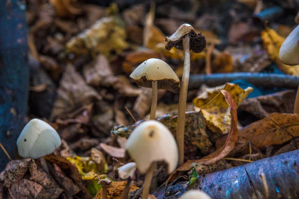 Macro Fotografía Cerca Hermosas Setas Bosque Otoño —  Fotos de Stock