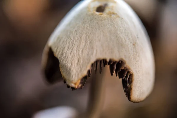 Macro Fotografia Vicino Bellissimi Funghi Nel Bosco Autunno — Foto Stock