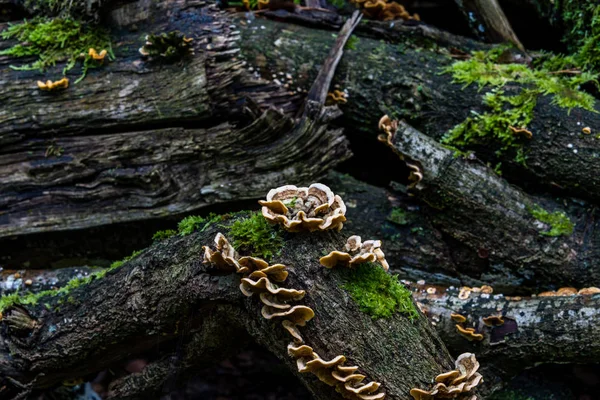 Macro Photograph Close Beautiful Mushrooms Woods Autumn — Stock Photo, Image