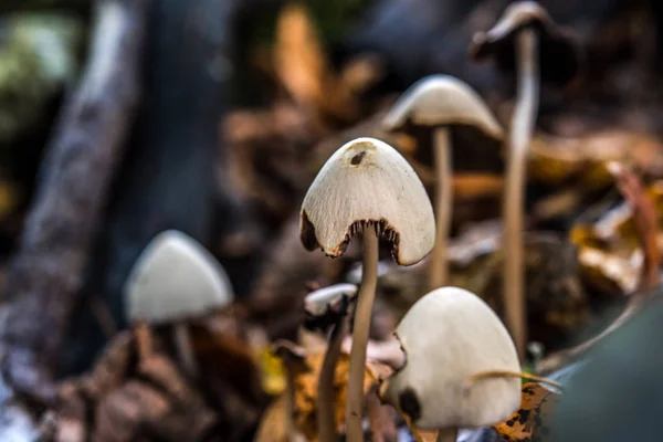 Macro Fotografía Cerca Hermosas Setas Bosque Otoño — Foto de Stock