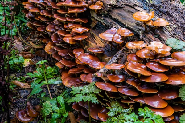 Macro Photograph Close Beautiful Mushrooms Woods Autumn — Stock Photo, Image