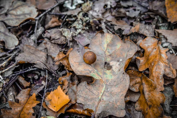 秋の森の中の美しいキノコのマクロ写真クローズアップ — ストック写真