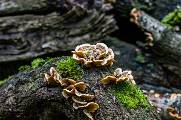 Makro Fotografia Zbliżenie Pięknych Grzybów Lesie Jesienią — Zdjęcie stockowe