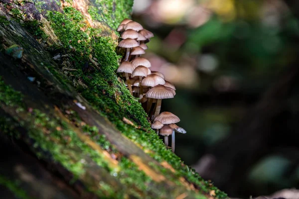 Macro Fotografía Cerca Hermosas Setas Bosque Otoño — Foto de Stock