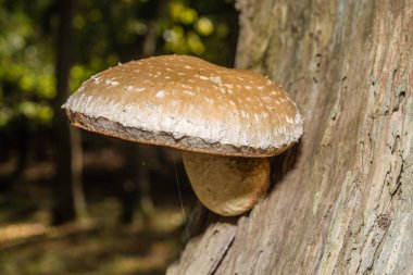Fotoğrafı yazan Rien Janssen (www.rienjanssen.com)