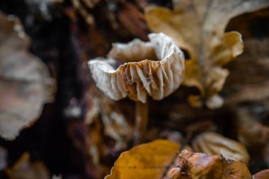 sonbaharda ormanda güzel mantar makro fotoğraf yakın