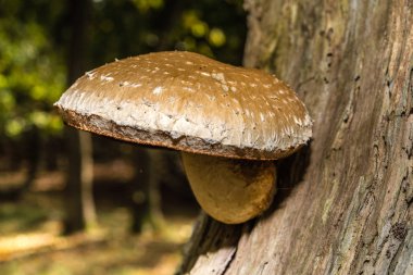 Fotoğrafı yazan Rien Janssen (www.rienjanssen.com)