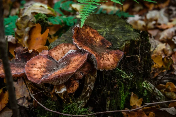 Foto Makro Dekat Dengan Jamur Yang Indah Hutan Pada Musim — Stok Foto