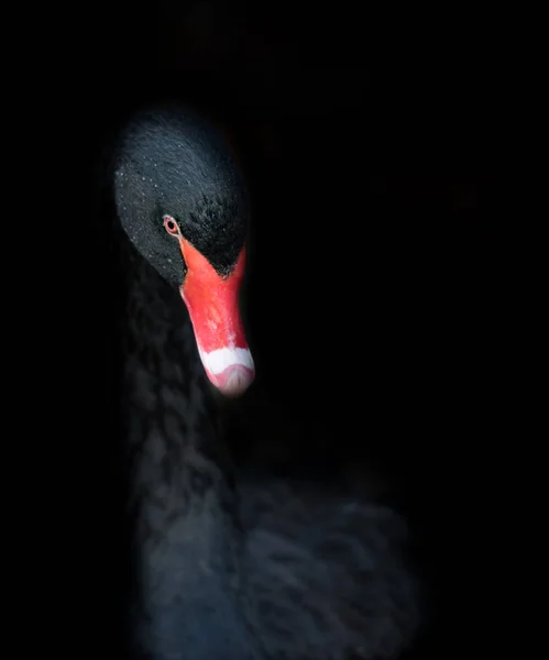 Labutí černá na černém pozadí — Stock fotografie