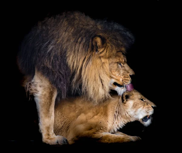 Twee leeuwen — Stockfoto