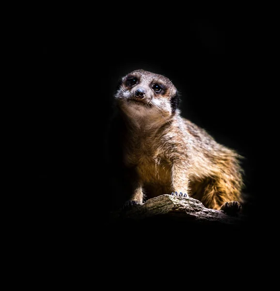 Meerkat — Photo