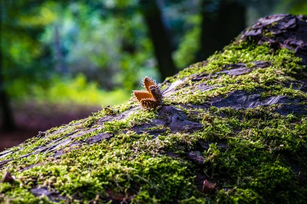 Coquille ouverte de noix de hêtre sur un tre — Photo