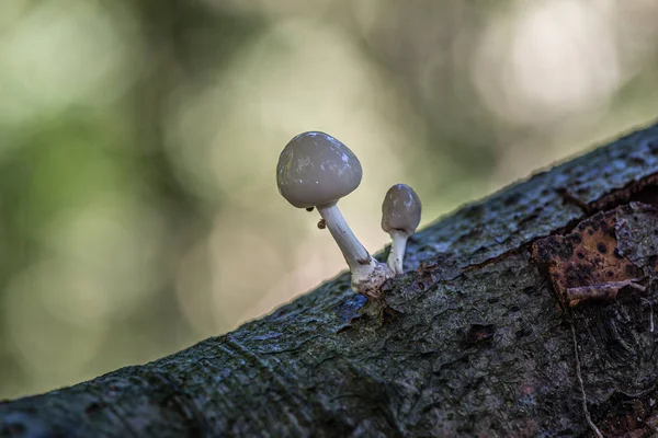 Porcelain mushrooms (Oudemansiella mucida) on a oak log in a for — Stock Photo, Image