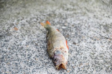 Sokaktaki ölü balıklar