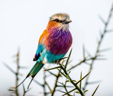 Leylak göğüslü roller Coracias caudatus