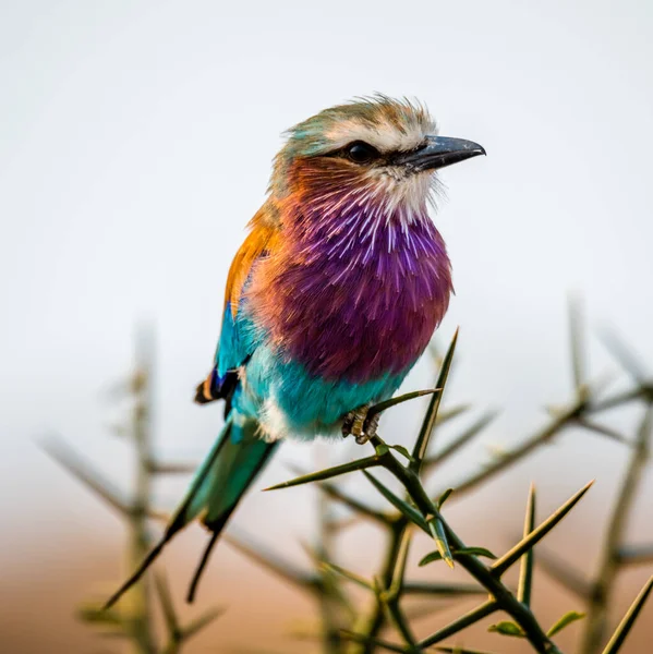 Rullo petto lilla Coracias caudatus — Foto Stock