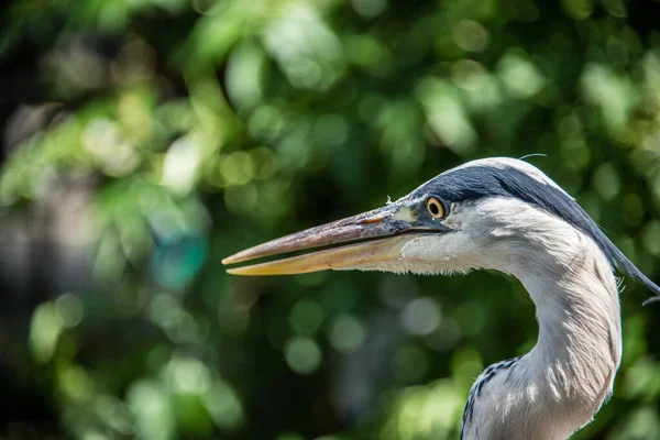 Grande garça azul ou herodias Ardea virando a cabeça para o outro lado contra o fundo folhas verdes — Fotografia de Stock