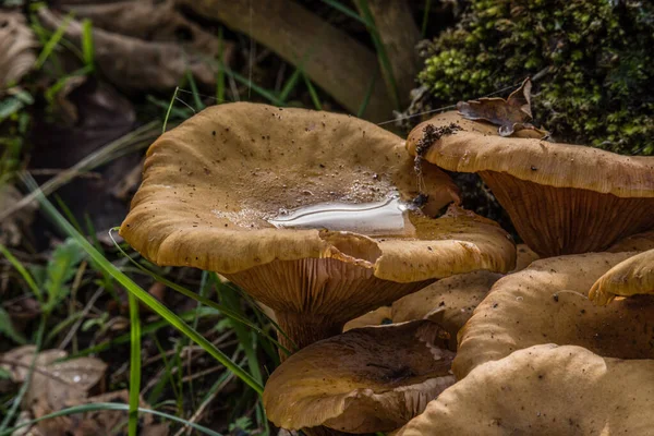 Pleurotus eryngii grzyb z wodą na masce — Zdjęcie stockowe