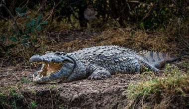 Kocaman ağzı açık bir timsah yerde yatar ve büyük dişlerini gösterir.