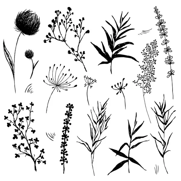 Große Silhouetten botanische Blüten florale Elemente. Zweige, Blätter, Kräuter, Wildpflanzen, Blumen. — Stockvektor