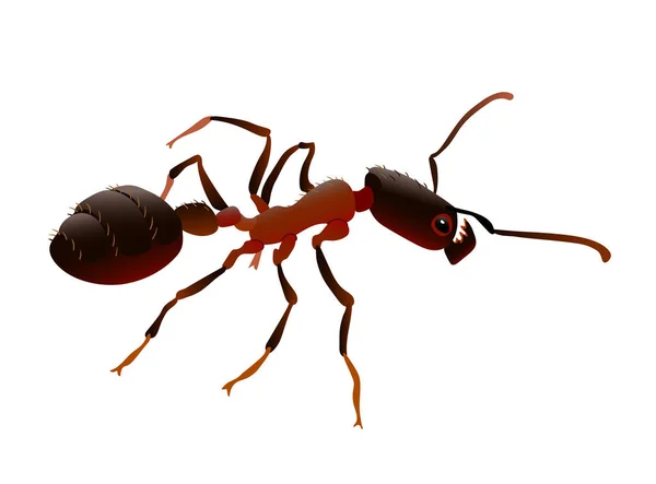 Ενιαίο Κόκκινο Μυρμήγκι Φωτιά Ισχυρή Σαγόνια Κοινωνικό Έντομο Εργαζόμενος Στρατιώτης — Διανυσματικό Αρχείο