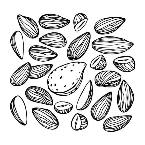Set Peeled Almond Kernels Element Decorative Ornament Pattern Vector Illustration — Stock Vector