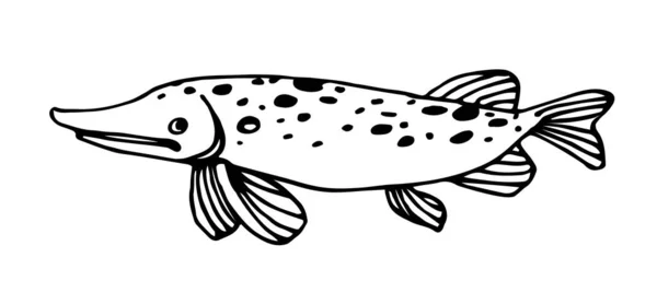 Lucio Manchado Agua Dulce Peces Comerciales Depredador Del Río Deliciosa — Vector de stock