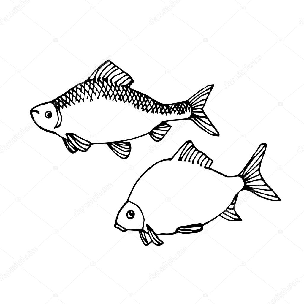 conjunto de peces de agua dulce, cucaracha, dorada, para adornos