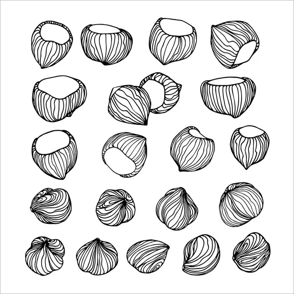 Set Peeled Hazelnut Kernels Nuts Shell Element Decorative Ornament Pattern — Stock Vector