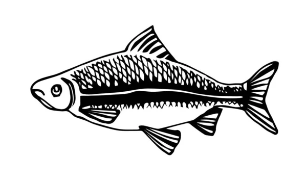 Peixes Água Doce Barata Sargo Para Ornamentos Decorativos Padrões Ilustração —  Vetores de Stock