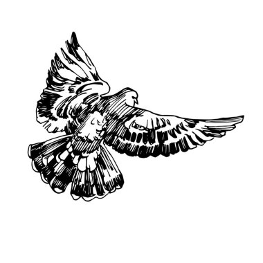 tek uçan şehir güvercini, logo, amblem veya dekoratif süslemeler için, siyah mürekkep çizgileri içeren vektör çizgileri elde çizilmiş beyaz arkaplan üzerinde izole edilmiş & doodle biçimi