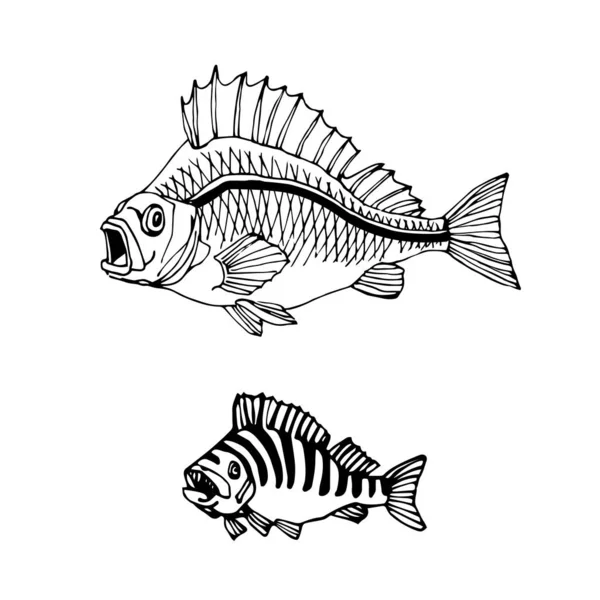 淡水縞模様のパーチ 商業魚 川の捕食者 おいしい食べ物 黒の輪郭線とベクトルイラストがドア 手描きスタイルで白い背景に隔離されています — ストックベクタ