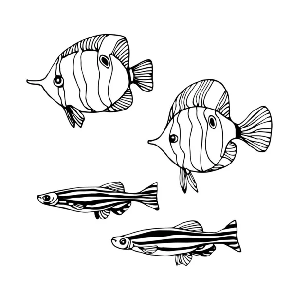 Conjunto Peixes Recife Aquário Zebrafish Chelmon Para Ornamentos Decorativos Padrões —  Vetores de Stock