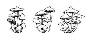 Orman zehirli mantarları, zehirli mantarlar, ballı agarik, sihirli panzehir, iksir, tıbbi ilaçlar ve lezzetli yiyecekler için malzeme, elle çizilmiş beyaz arka planda izole edilmiş siyah çizgi çizgileri olan vektör çizimleri