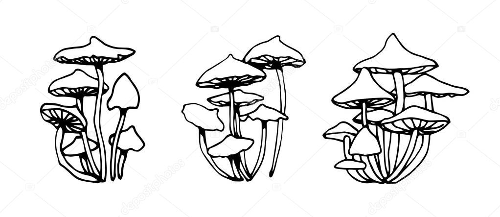 set of forest poisonous fungus, toadstools, honey agaric, ingredient for magical antidote, potions, medical drugs & delicious food, vector illustration with black contour lines isolated on a white background in hand drawn & doodle style