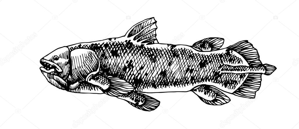 prehistoric sea fish, coelacanth, deep water ancient animal, dinosaur, vector illustration with black ink lines isolated on a white background in hand drawn style