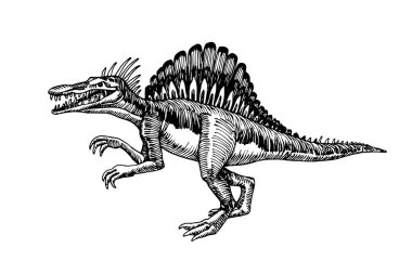 Jurasik dönemin tarih öncesi sürüngenleri, dev etobur dinozor spinosaurus, yırtıcı, siyah mürekkep çizgileri olan vektör çizgileri, el çizimi tarzında beyaz arka planda izole edilmiş.