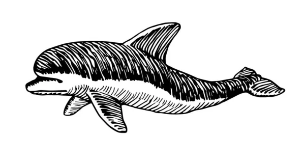 ロゴやエンブレムのためのプロファイル スマート海洋動物の若いイルカ スケッチ 手描きのスタイルで白い背景に隔離された黒いインクラインとベクトルイラスト — ストックベクタ