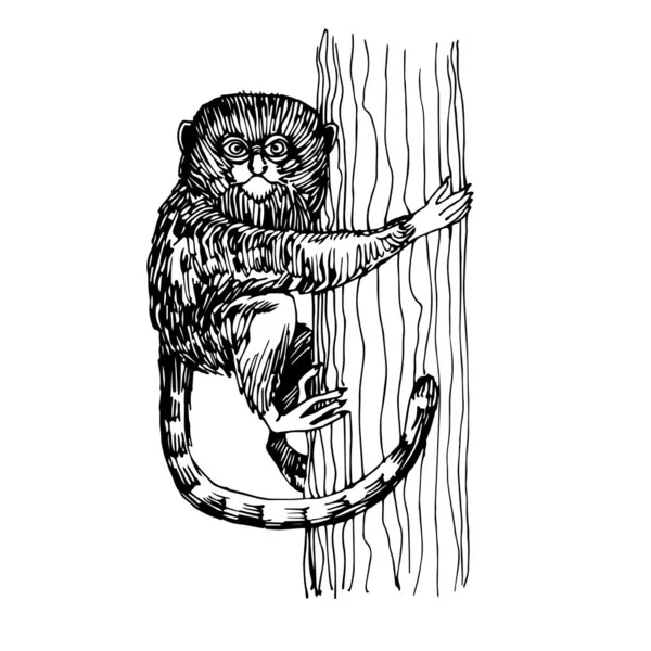 ツリーに座っているピグミーマーモセット猿 感情的な顔をした面白いスマートペット 手描きのスタイルで白い背景に隔離された黒いインクラインとベクトルイラスト — ストックベクタ