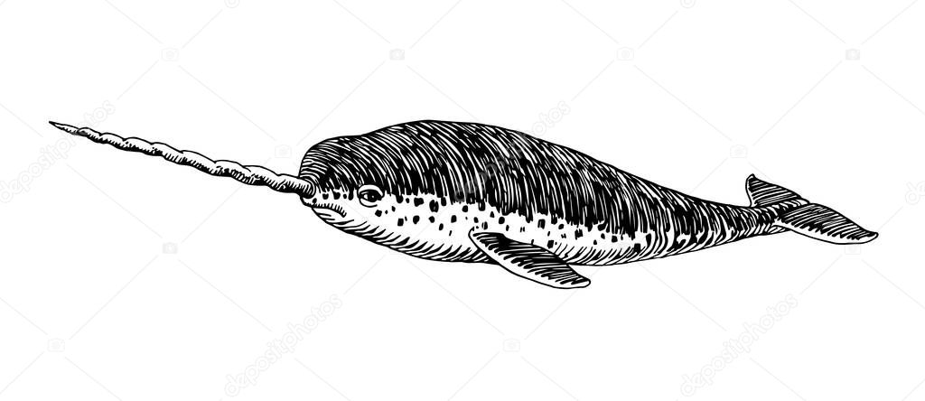 Spotted narwhal with a long horn, sea unicorn, for logo or emblem, vector illustration with black ink lines isolated on a white background in a hand drawn style